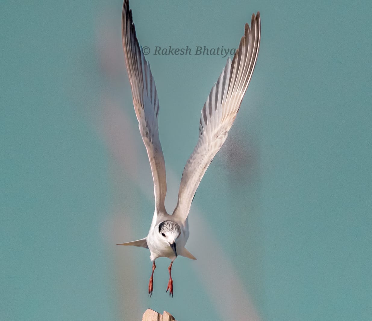Whiskered Tern